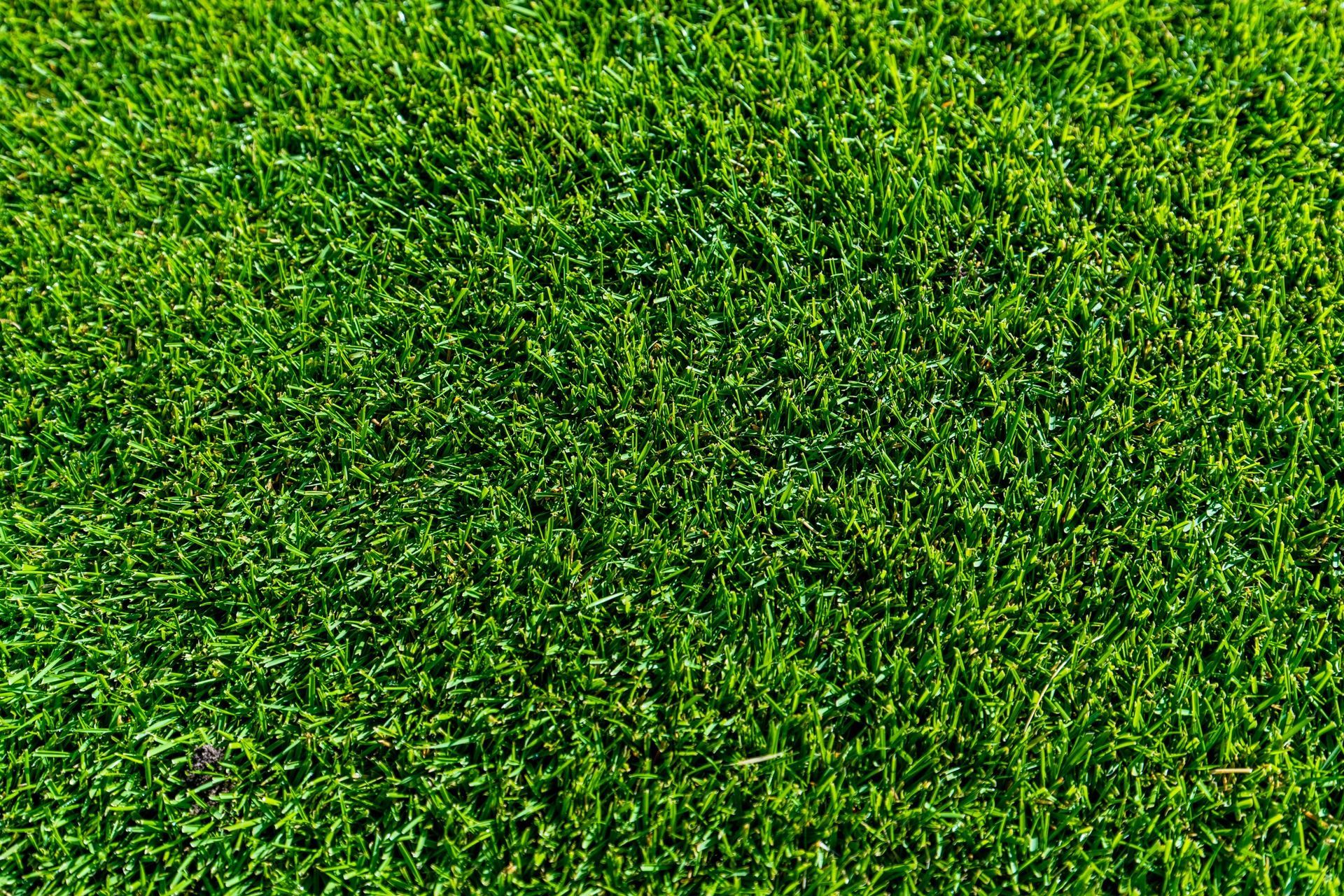 TifTuf Hybrid Burmuda — Tweed Landscape Supplies in Tweed Heads, NSW