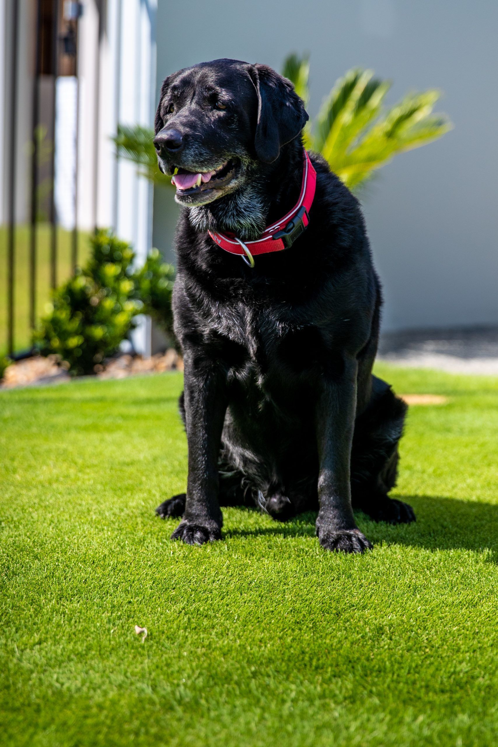 Black Dog with Red Collar Standing on Green Grass in A Yard — Tweed Landscape Supplies in Tweed Heads, NSW