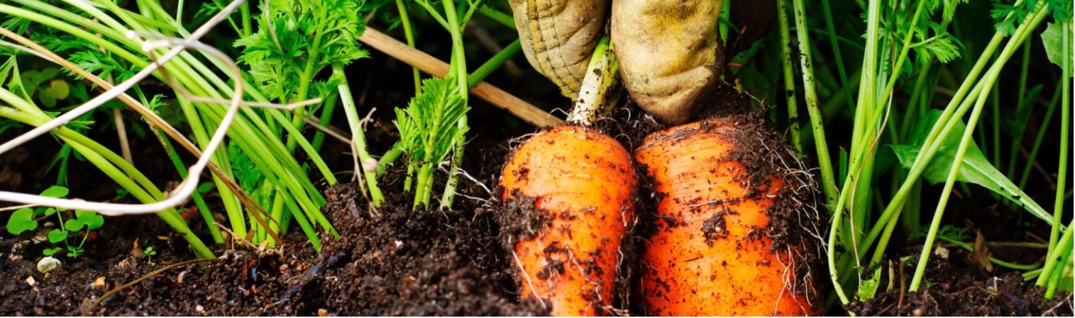 Freshly Harvested Carrots with Green Tops Emerging from Dark Soil in A Garden Bed — Tweed Landscape Supplies in Tweed Heads, NSW