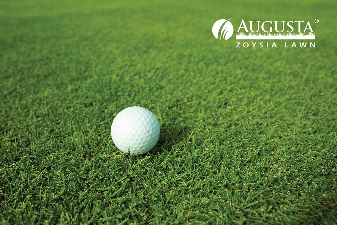 White Golf Ball on Lush Green Turf with Augusta Zoysia Lawn Logo — Tweed Landscape Supplies in Tweed Heads, NSW
