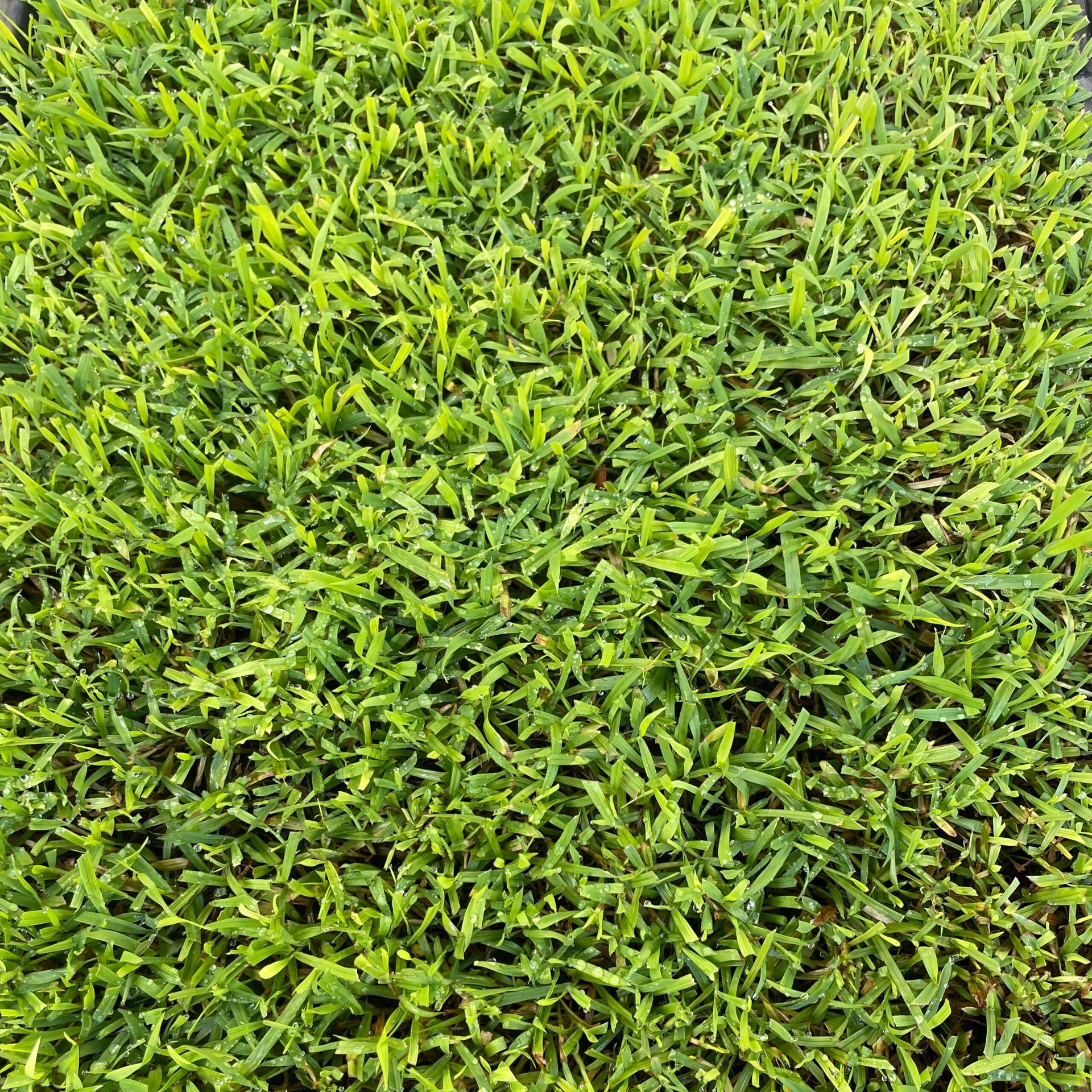Pacifica Tropika Blue Couch — Tweed Landscape Supplies in Tweed Heads, NSW