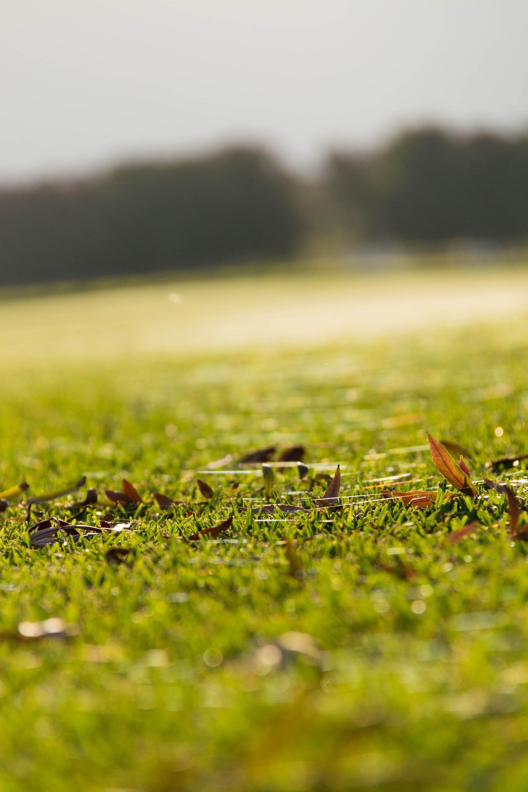 Close-Up of Grass in A Sunlit Field with A Blurred Treeline in The Background — Tweed Landscape Supplies in Tweed Heads, NSW