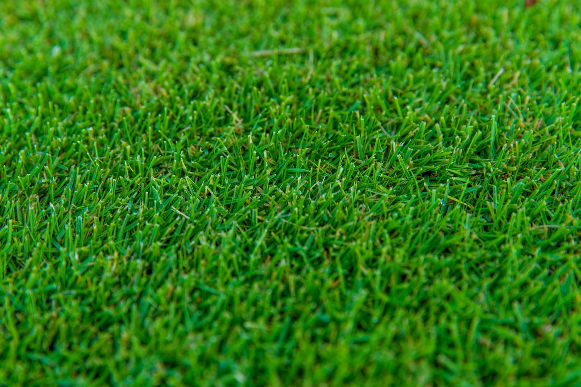 Sir Grange Zoysia — Tweed Landscape Supplies in Tweed Heads, NSW