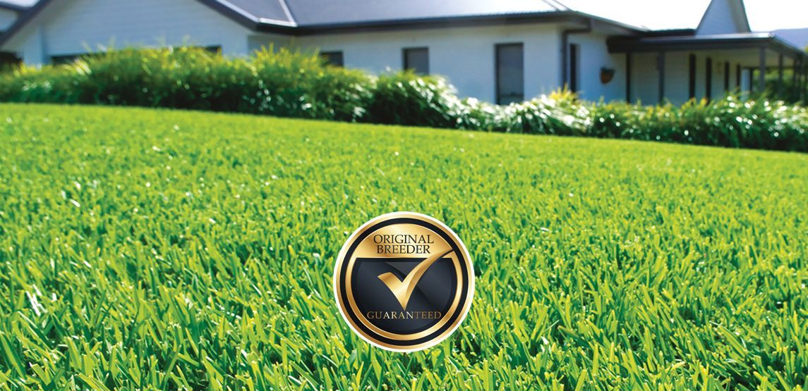 Sir Walter DNA Certified — Tweed Landscape Supplies in Tweed Heads, NSW