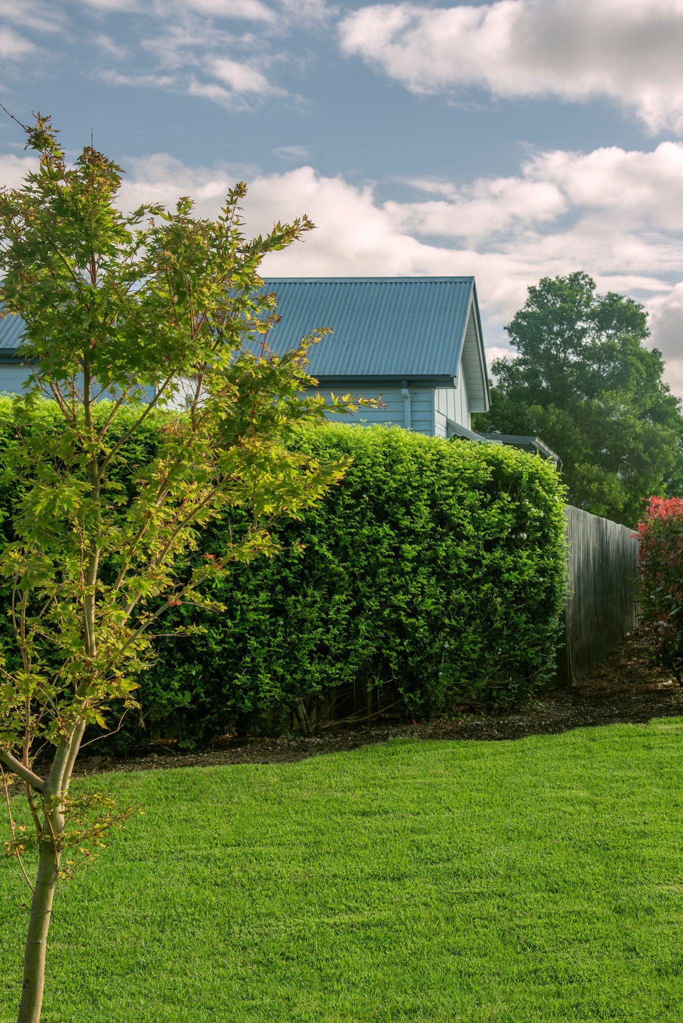 Backyard with Green Lawn, Tall Hedge, Leafy Trees, and A House with A Blue Roof — Tweed Landscape Supplies in Tweed Heads, NSW