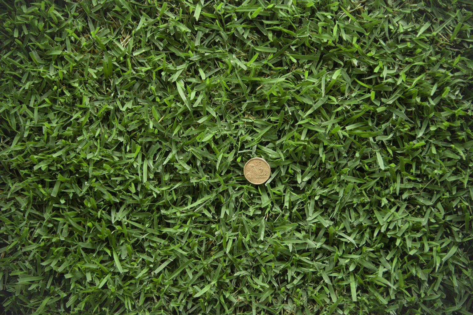 Zoysia Australis — Tweed Landscape Supplies in Tweed Heads, NSW