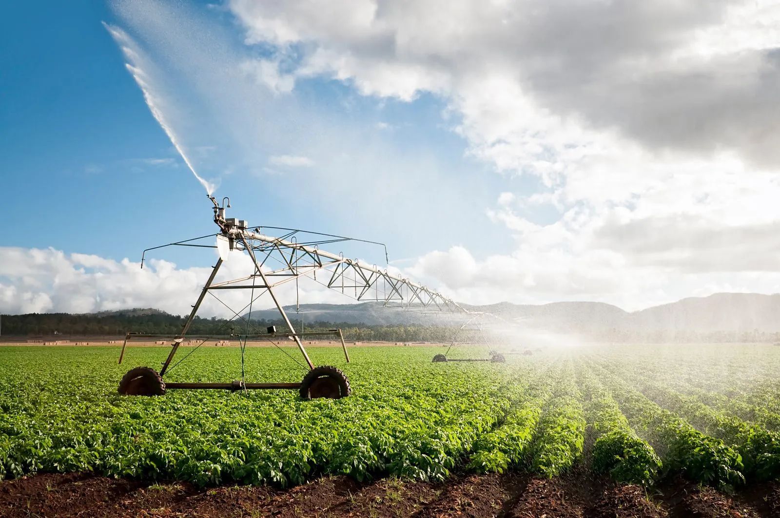 A sprinkler is spraying water on a field of plants.