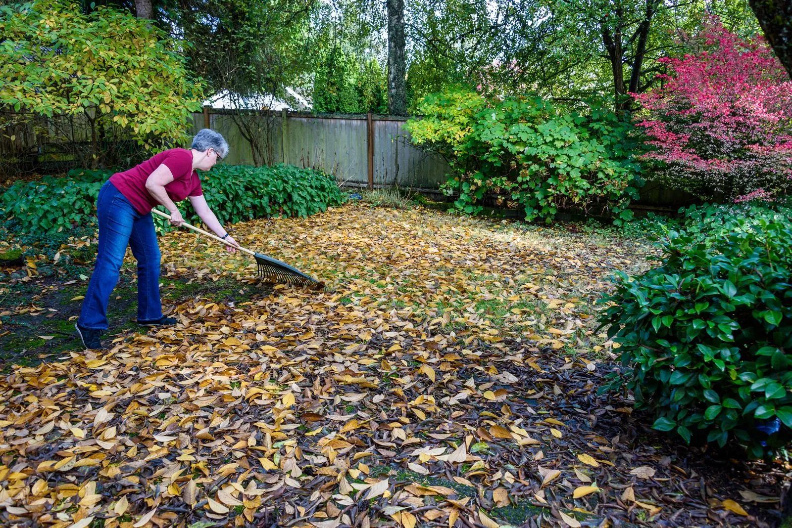 A woman is raking leaves in a yard with a rake.