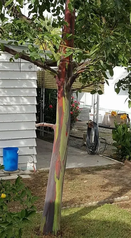 A tree with a rainbow colored bark is in front of a house.