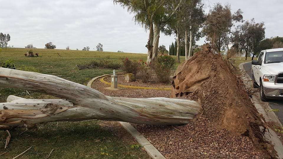 A large log is laying on the side of the road next to a white truck.
