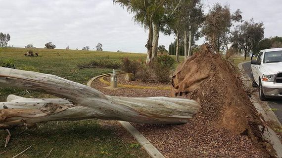 A large log is laying on the side of the road next to a white truck.