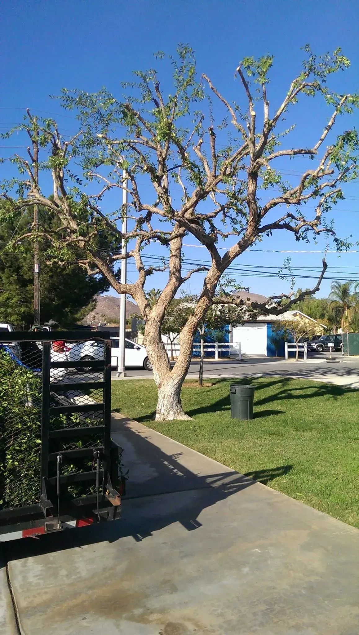 A tree with a lot of branches is in a park next to a sidewalk.