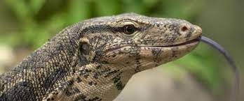 reptilia zoo