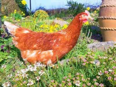 A brown chicken is standing in a field of flowers.
