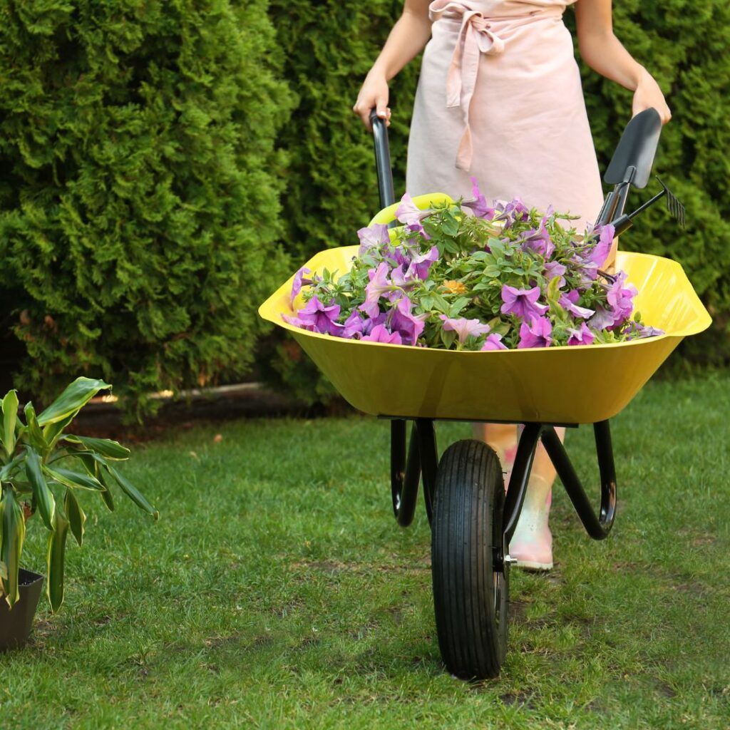 A woman is pushing a wheelbarrow full of purple flowers
