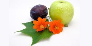 A green apple a plum and a flower on a white background