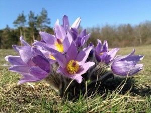 A bunch of purple flowers with a yellow center are growing in the grass.
