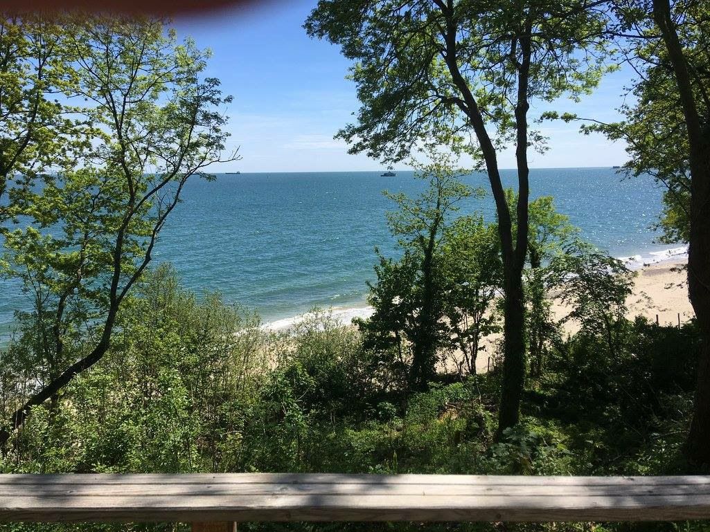 A wooden bench overlooking the ocean with trees in the foreground.