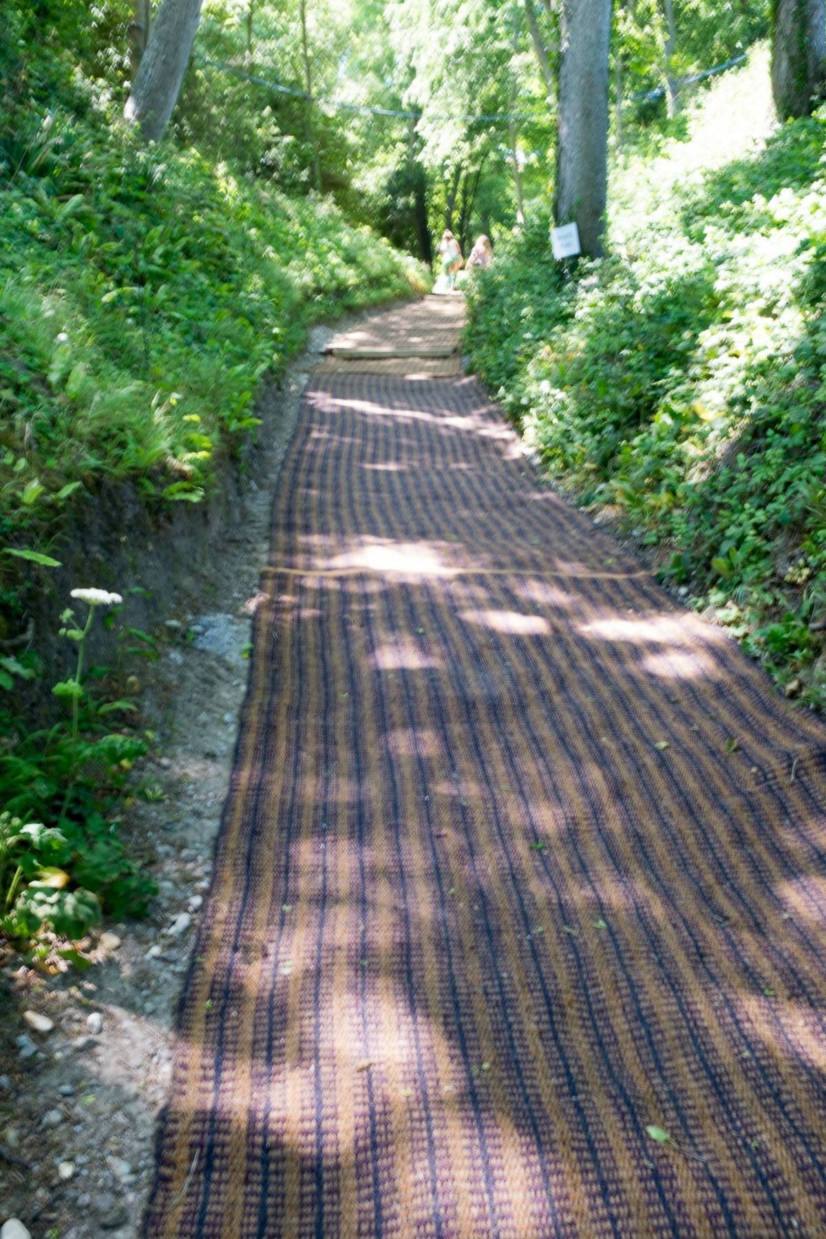 A path in the woods with a carpet on it.