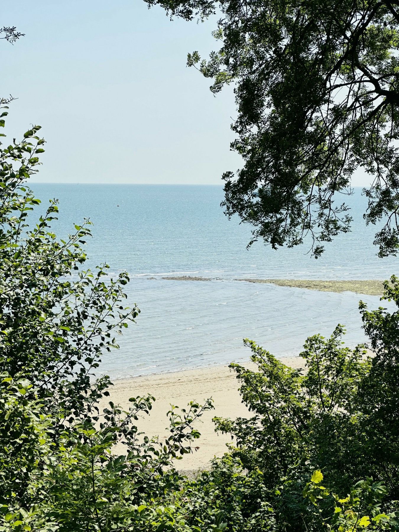 A view of the ocean through trees on a sunny day