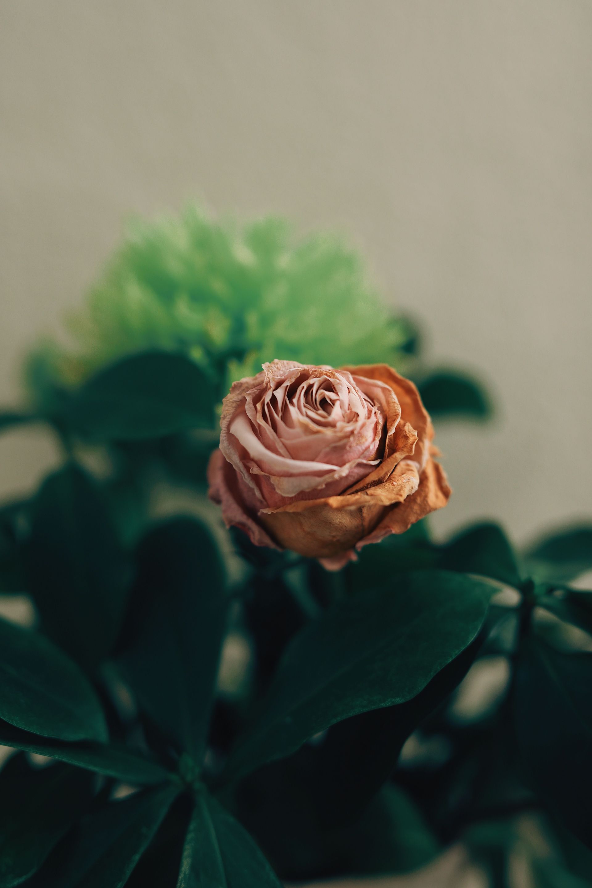 Ressecamento vaginal na menopausa - você não precisa conviver com isso