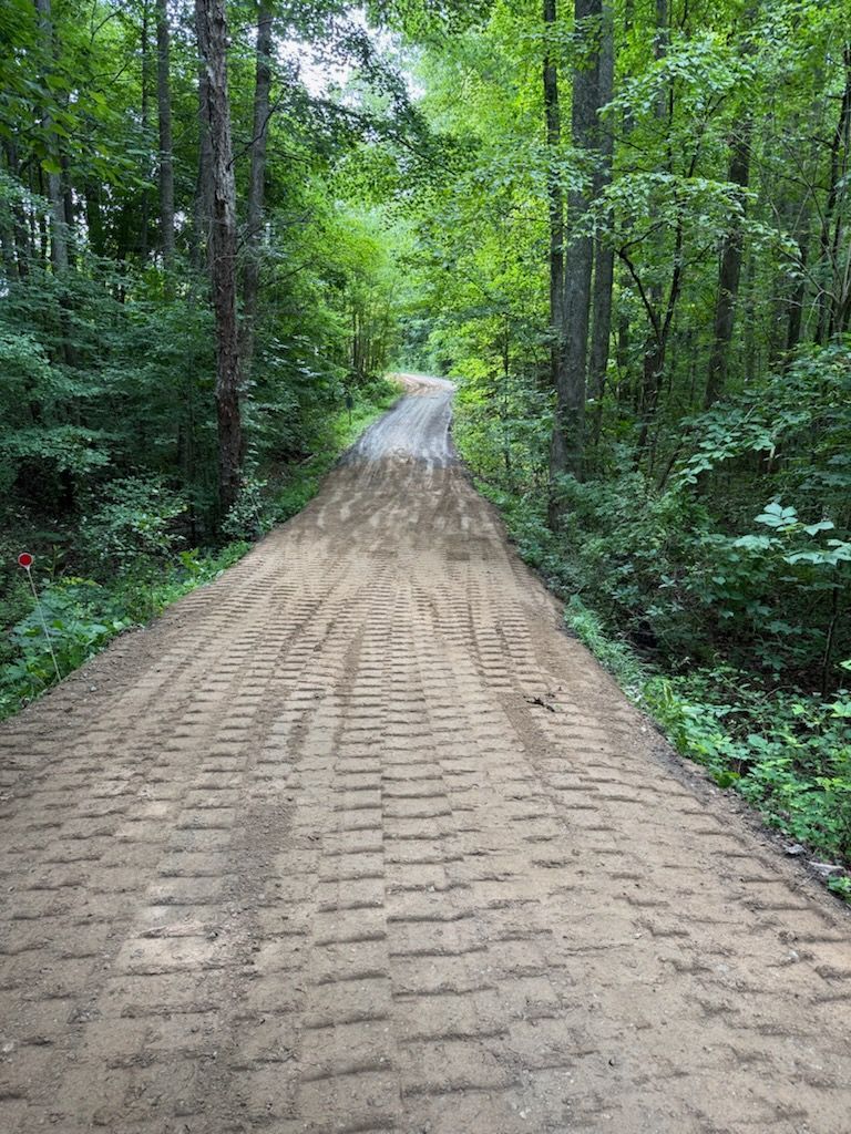 Paved path through a dense green forest