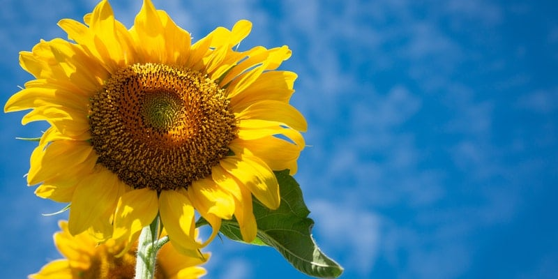How To Use Sunflowers In a Loved One’s Funeral Arrangements
