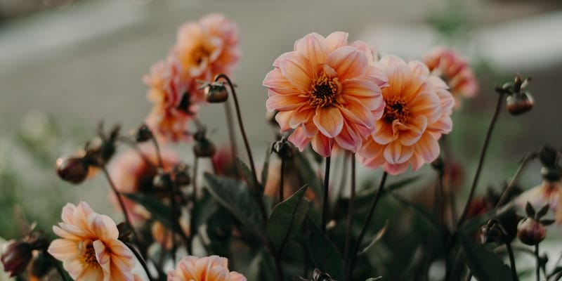Reusing Funeral Flowers