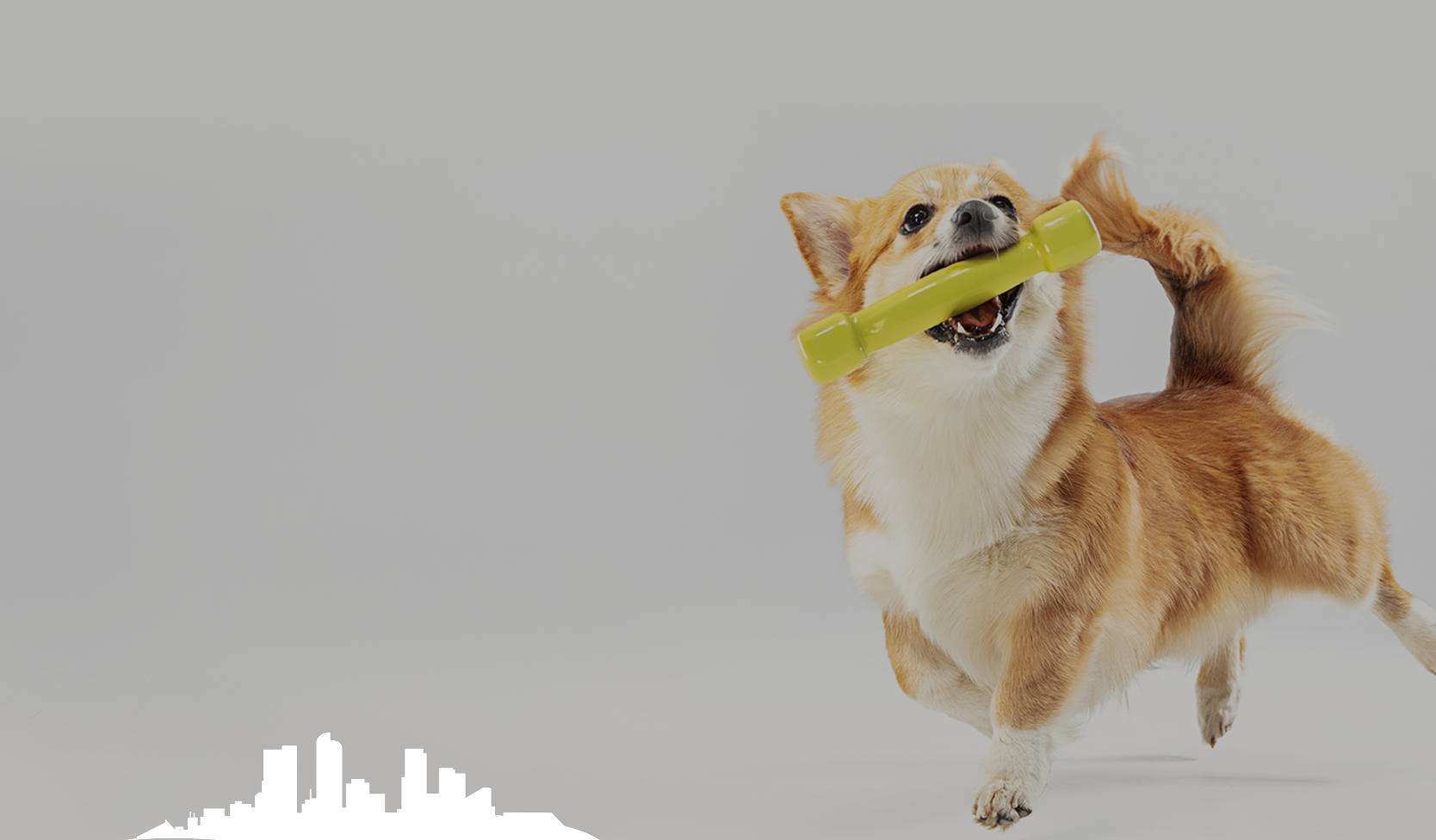 SPOIL YOUR DOG