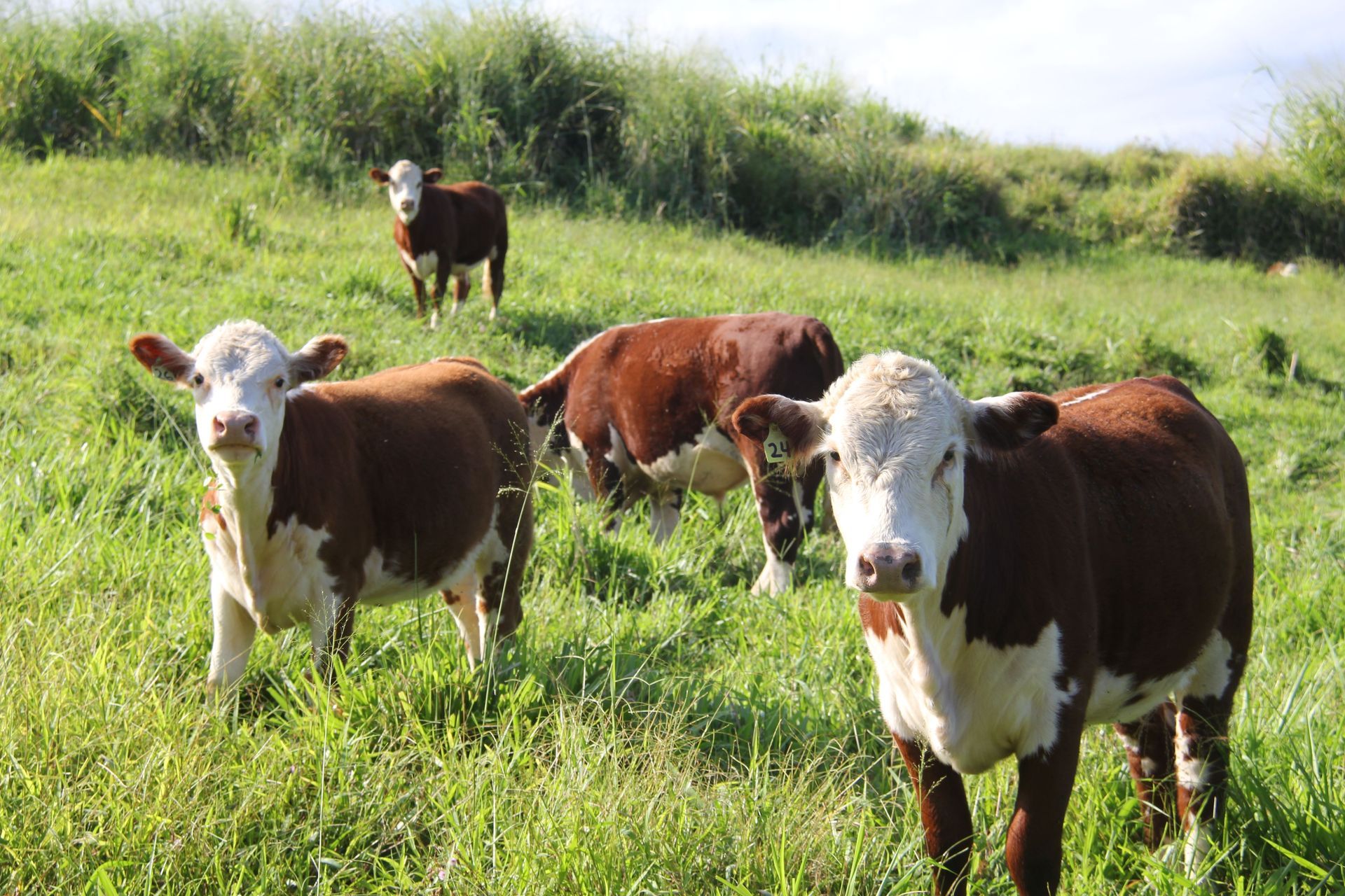 Four brown-and-white cows standing in a grassy field