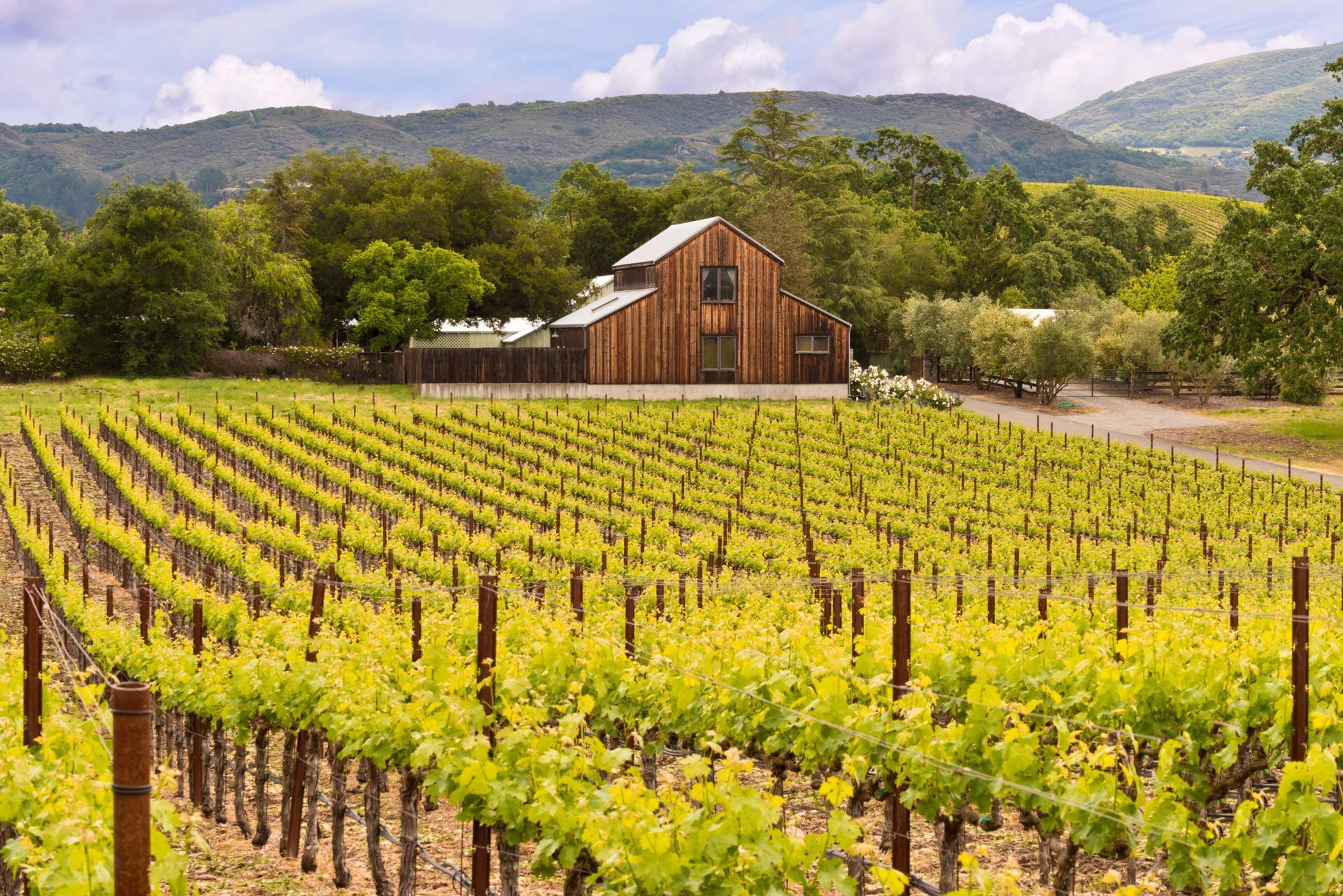 Vineyard rows leading to a wooden barn, green hills and trees in the background. Sunny day.