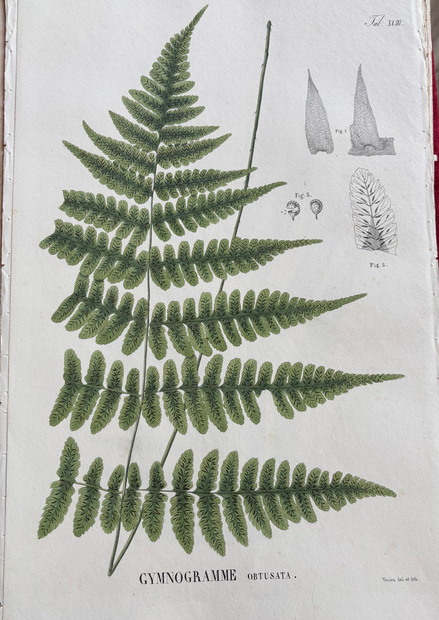 Pressed fern fronds arranged on a pale background, with small specimen sketches at right