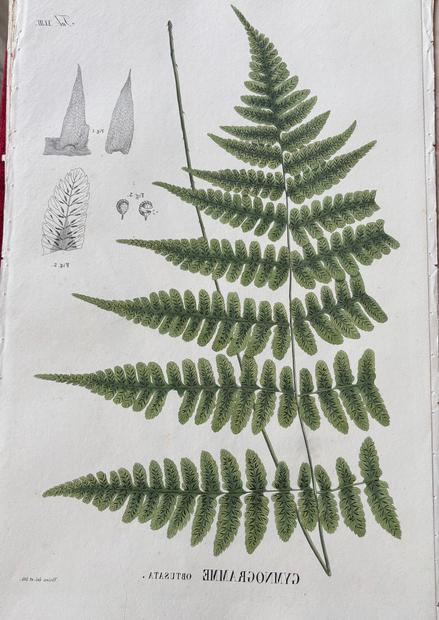 Pressed green fern fronds on a white background, arranged in a botanical specimen display