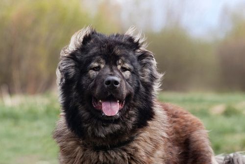 A fluffy, dark brown Caucasian Shepherd dog with its tongue out, resting in a grassy field.
