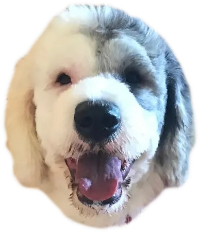 Sheepadoodle