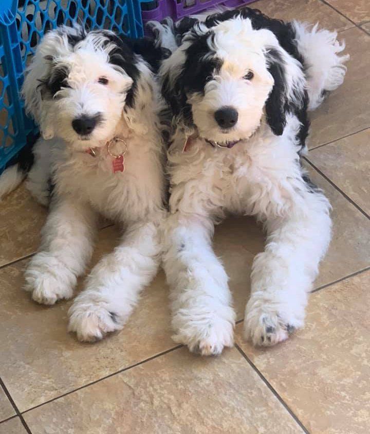 Dogs