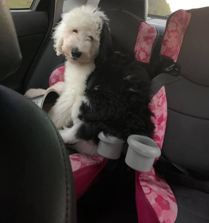 A black and white dog is sitting in a car seat