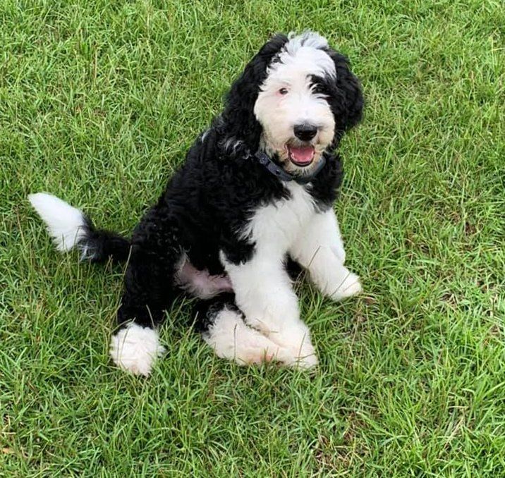 A black and white dog is sitting in the grass.