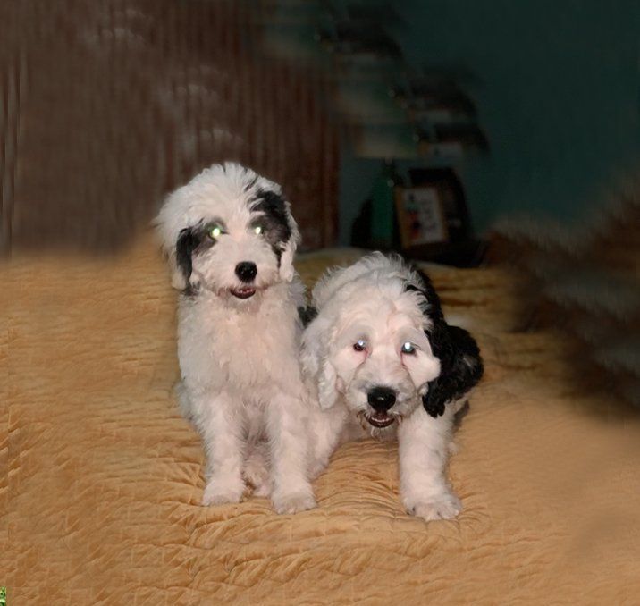 Two puppies are standing next to each other on a blanket