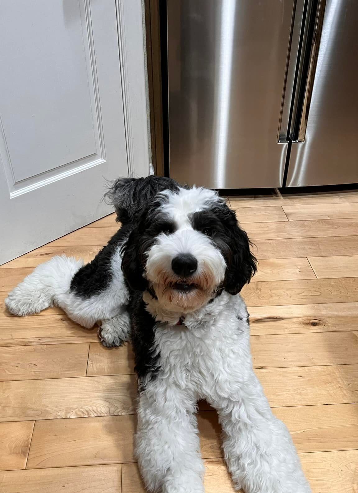 A black and white dog is laying on a wooden floor in front of a refrigerator.