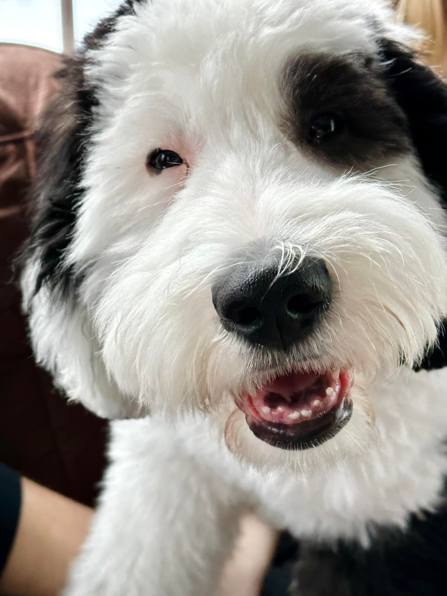 A close up of a black and white dog with its mouth open.