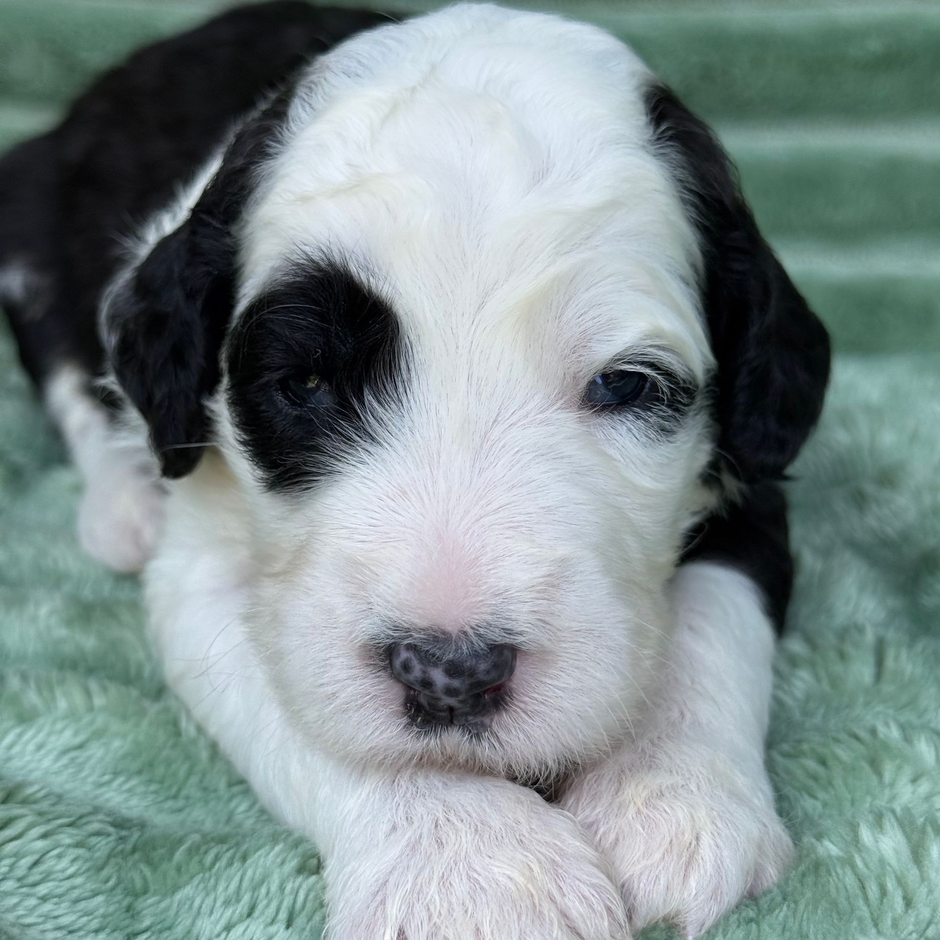 GIRL #4 AVAILABLE
