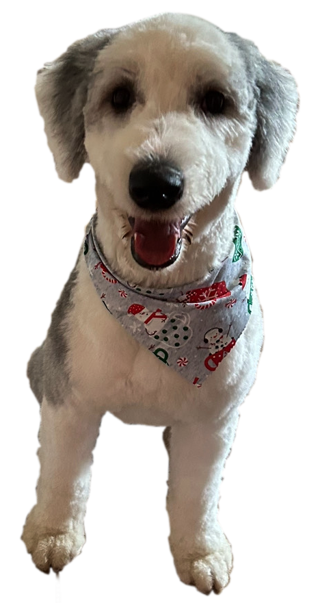 A small white and gray dog wearing a bandana is standing on a white background.