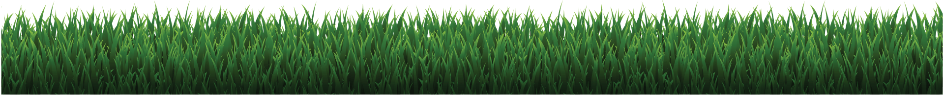 A bunch of green grass on a white background.