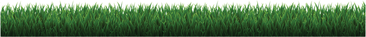 A bunch of green grass on a white background.