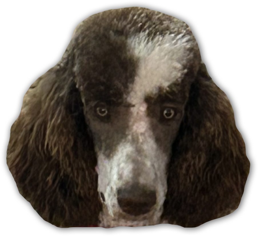 Sheepadoodle