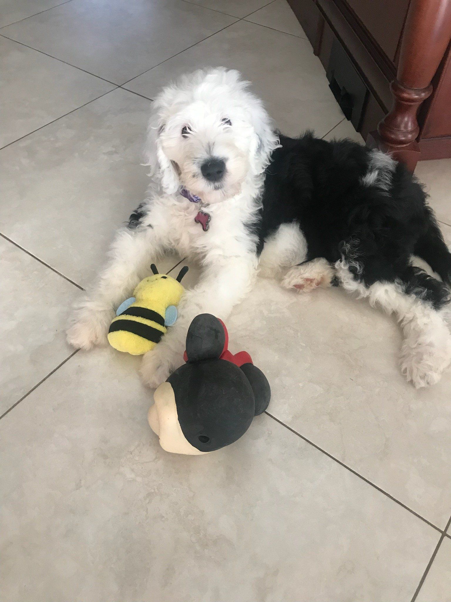 Dog