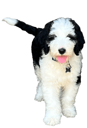A black and white puppy with a pink tongue is standing on a white background.