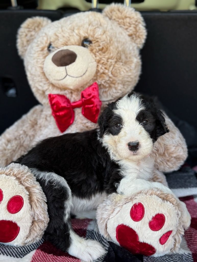 A black and white puppy is sitting next to a teddy bear.