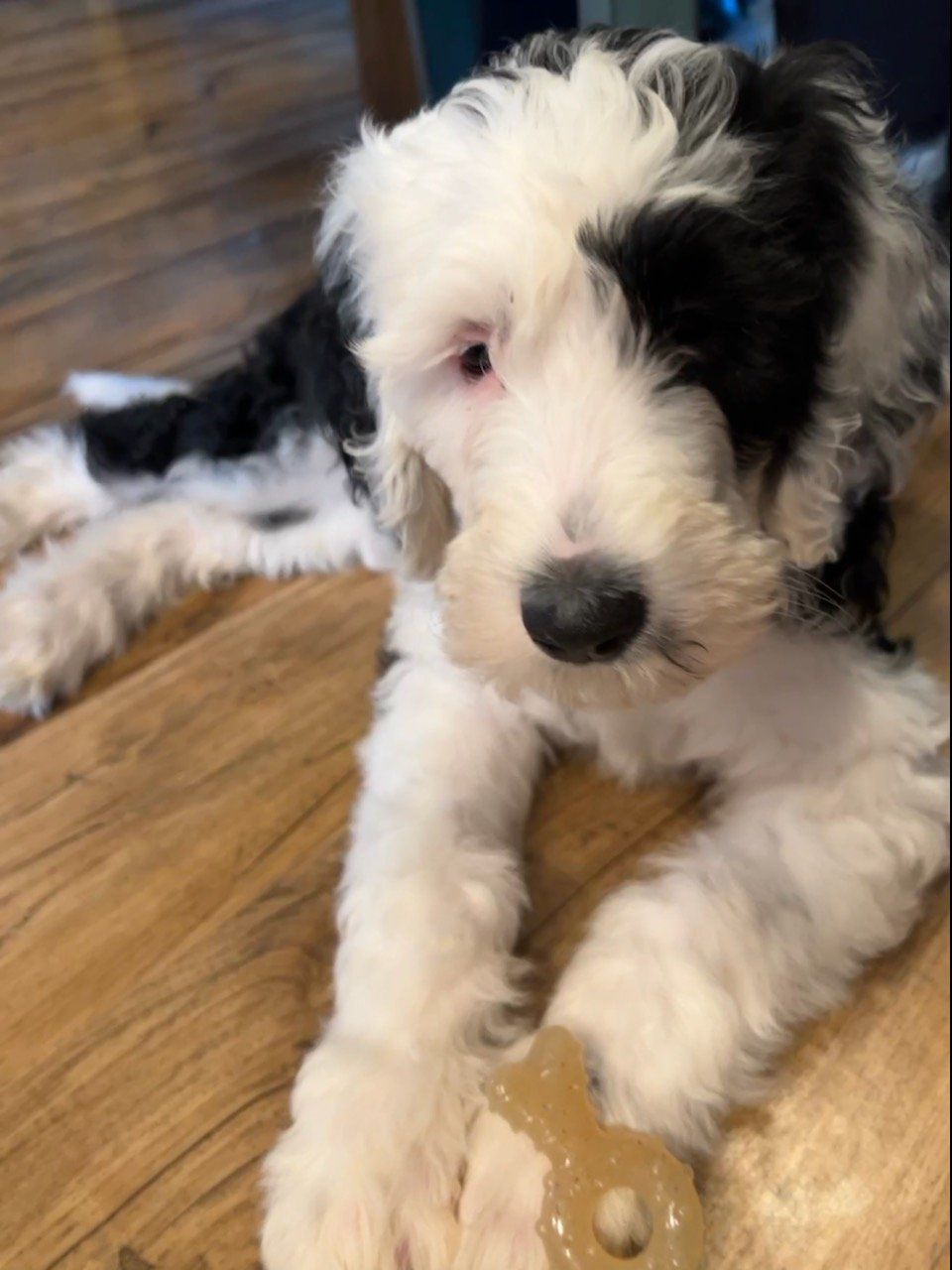 Dog